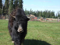 YAKS