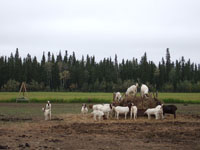 South African Boer Goats