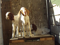 South African Boer Goats 