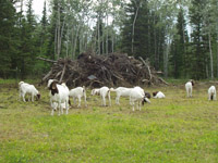 South African Boer Goats 