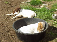 South African Boer Goats 